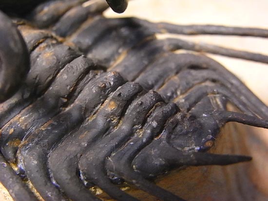 完璧立体3Dクリーニング三葉虫のモンスター!ディクラヌルス 完璧立体3Dクリーニング三葉虫のモンスター!ディクラヌルス