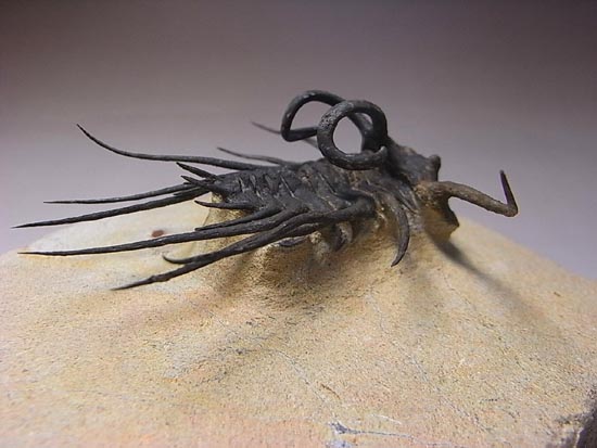 完璧立体３Ｄクリーニング三葉虫のモンスター！ディクラヌルス・モンストローサス（その2）