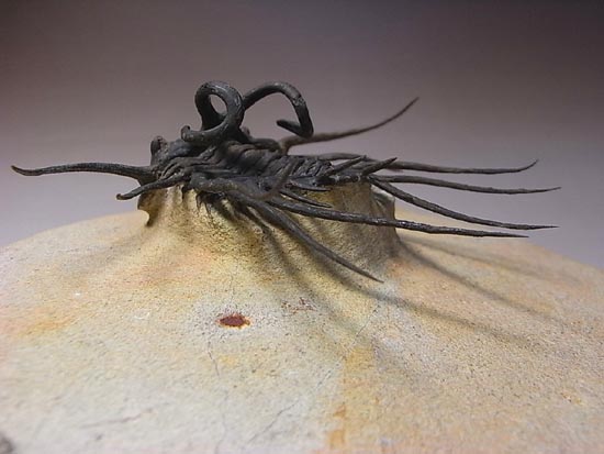 完璧立体3Dクリーニング三葉虫のモンスター！ディクラヌルス・モン