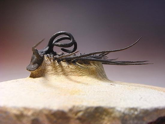 完璧立体3Dクリーニング三葉虫のモンスター！ディクラヌルス・モン