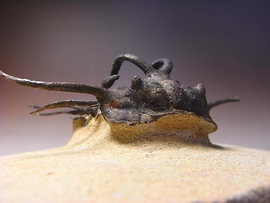 完璧立体3Dクリーニング三葉虫のモンスター！ディクラヌルス・モン