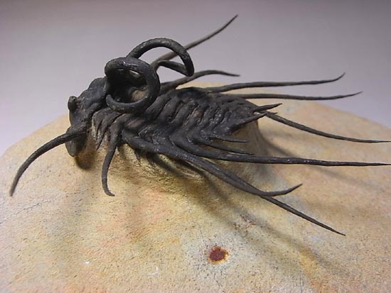完璧立体３Ｄクリーニング三葉虫のモンスター！ディクラヌルス・モンストローサス（その8）