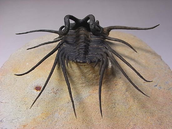 完璧立体３Ｄクリーニング三葉虫のモンスター！ディクラヌルス・モンストローサス（その9）