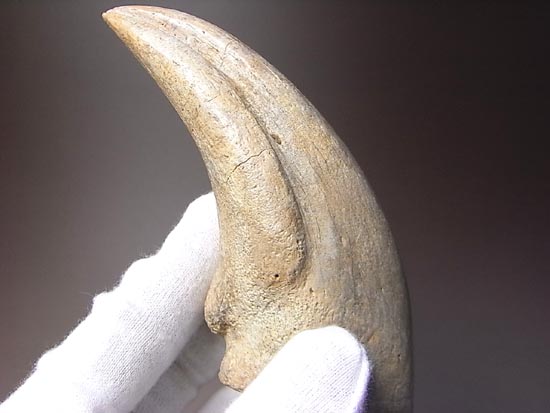世界レベルの品質&サイズ!アルバートサウルスの足爪(その11)