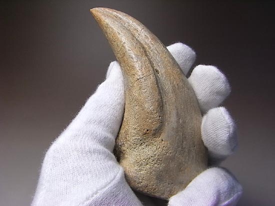 世界レベルの品質&サイズ!アルバートサウルスの足爪(その17)