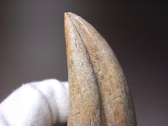 世界レベルの品質&サイズ！アルバートサウルスの足爪（その20）