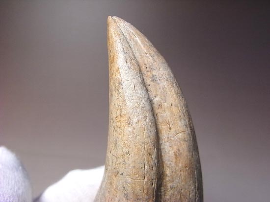 世界レベルの品質&サイズ！アルバートサウルスの足爪（その8）