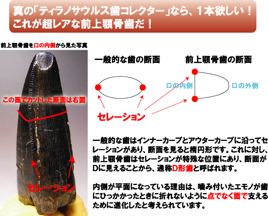 真のティラノサウルス歯コレクターなら１本欲しい！一級品の前上顎骨歯（その8）