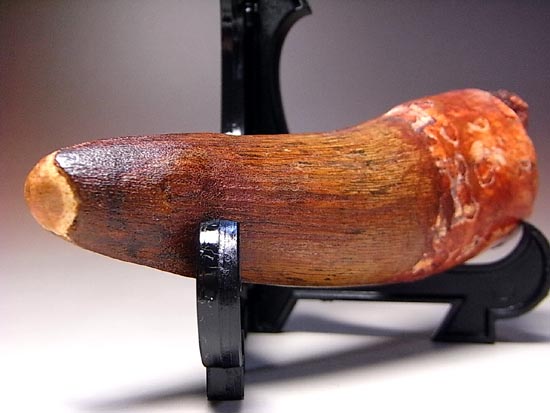超巨大!修復もなし!化石セブン品質のスピノサウルス(その14)