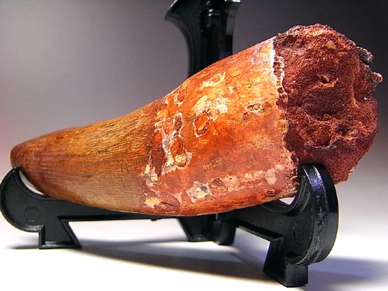 超巨大!修復もなし!化石セブン品質のスピノサウルス(その15)