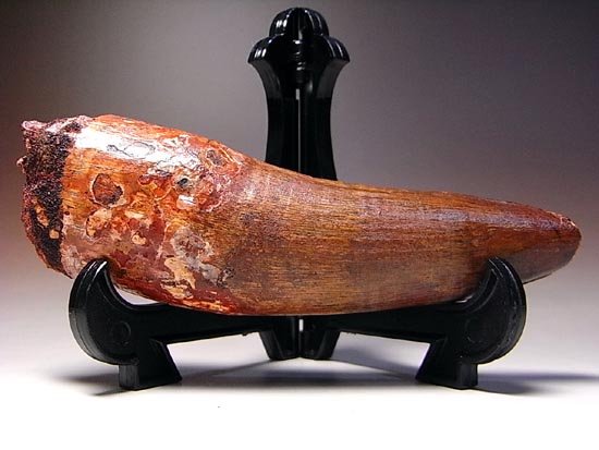 超巨大!修復もなし!化石セブン品質のスピノサウルス(その16)