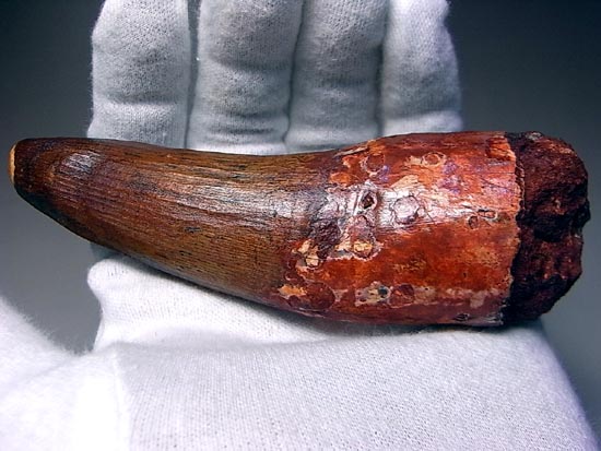 超巨大!修復もなし!化石セブン品質のスピノサウルス(その2)
