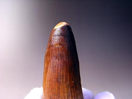 超巨大!修復もなし!化石セブン品質のスピノサウルス(その5)