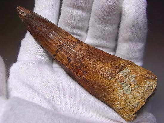 10センチオーバー巨大なスピノサウルス(その1)