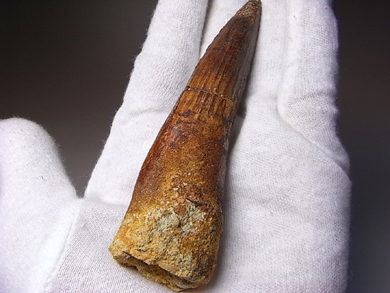 10センチオーバー巨大なスピノサウルス(その12)