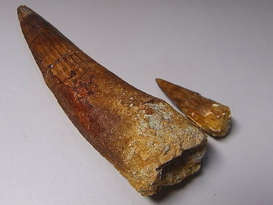 10センチオーバー巨大なスピノサウルス(その14)