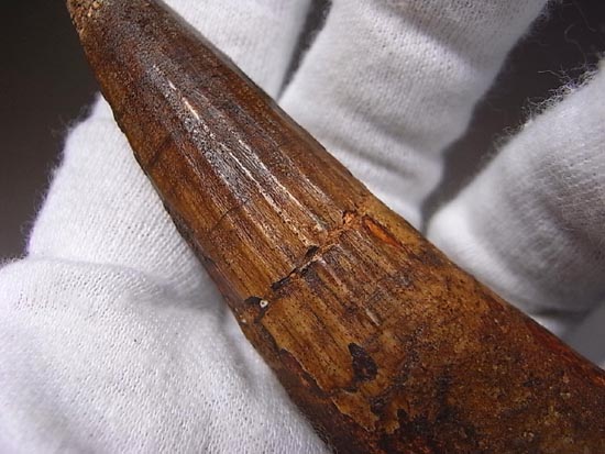 10センチオーバー巨大なスピノサウルス(その3)