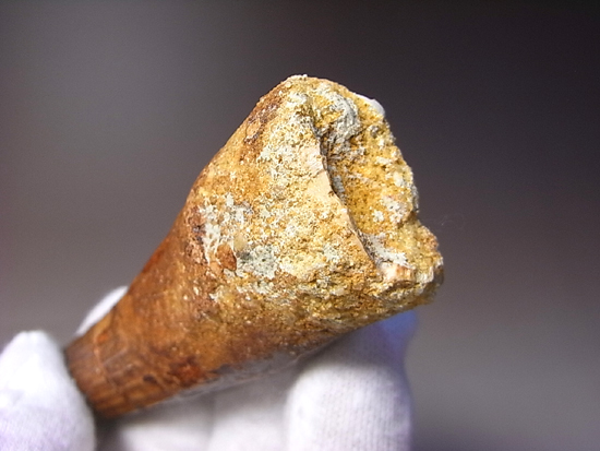 10センチオーバー巨大なスピノサウルス(その5)
