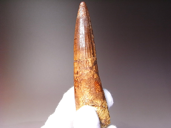10センチオーバー巨大なスピノサウルス(その6)
