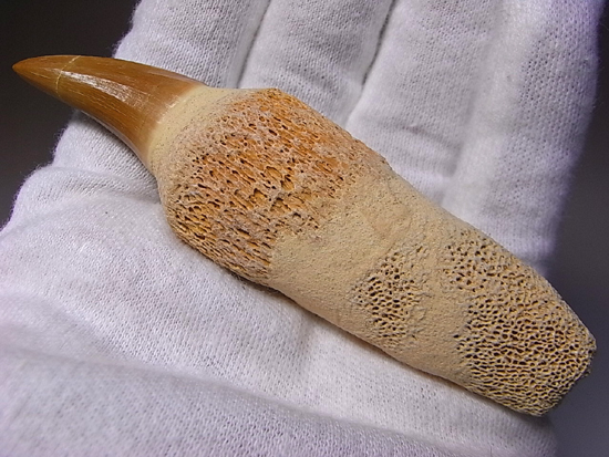 歯根付き！モササウルスの歯（その1）