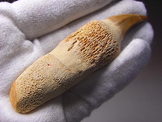 歯根付き！モササウルスの歯（その10）