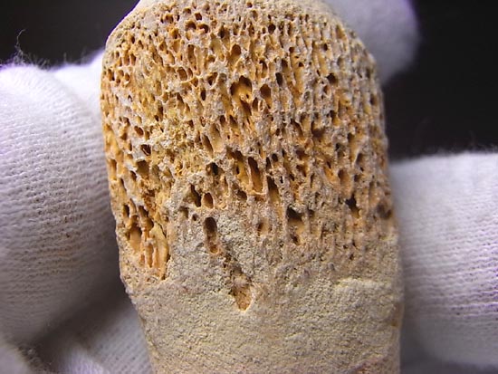 歯根付き！モササウルスの歯（その12）