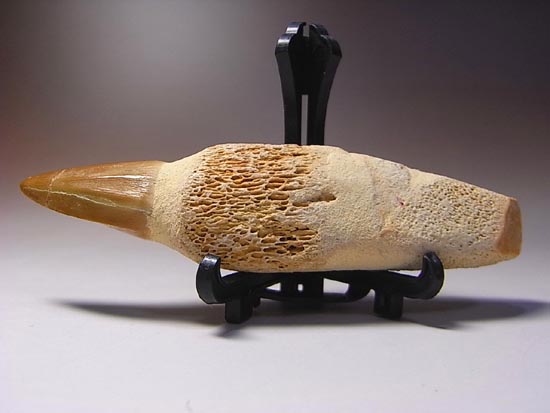 歯根付き！モササウルスの歯（その13）