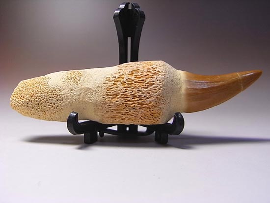 歯根付き！モササウルスの歯（その14）