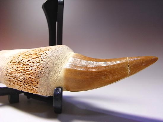 歯根付き！モササウルスの歯（その15）