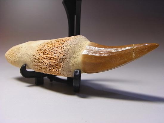 歯根付き！モササウルスの歯（その16）