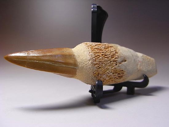歯根付き！モササウルスの歯（その17）