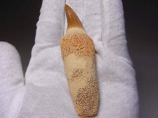 歯根付き！モササウルスの歯（その2）