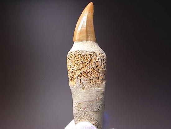 歯根付き！モササウルスの歯（その4）