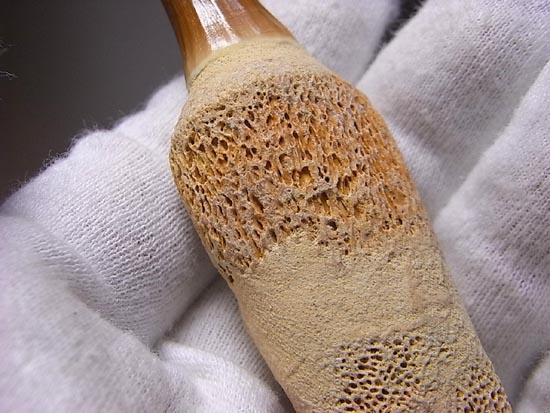 歯根付き！モササウルスの歯（その5）