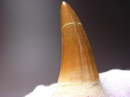 歯根付き！モササウルスの歯（その6）