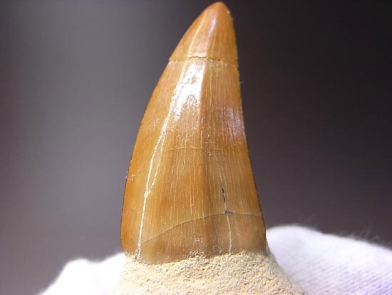 歯根付き！モササウルスの歯（その7）