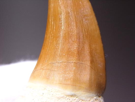 歯根付き！モササウルスの歯（その8）