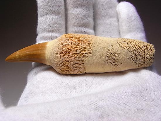 歯根付き！モササウルスの歯（その9）