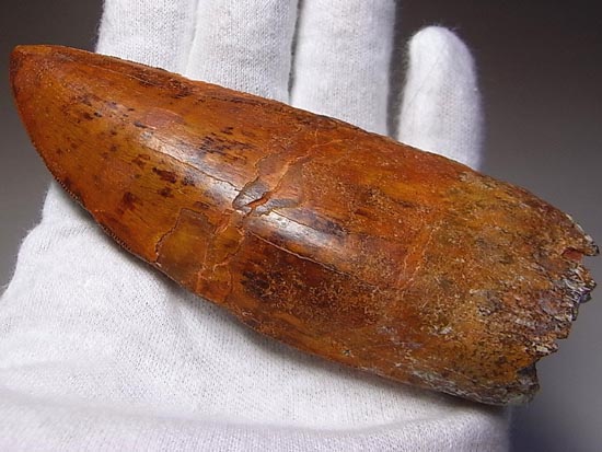これが化石セブン史上最高のカルカロドントサウルスだ!(その1)