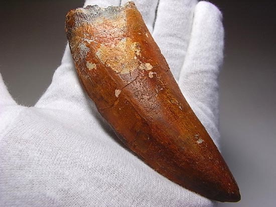 これが化石セブン史上最高のカルカロドントサウルスだ!(その10)