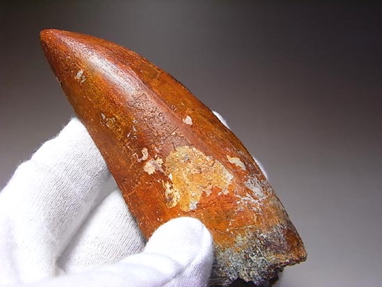 これが化石セブン史上最高のカルカロドントサウルスだ!(その12)