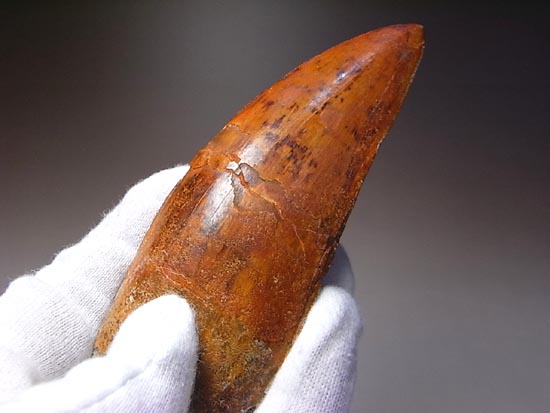 これが化石セブン史上最高のカルカロドントサウルスだ!(その13)