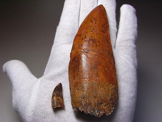 これが化石セブン史上最高のカルカロドントサウルスだ!(その14)