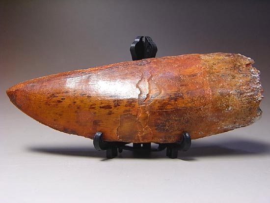 これが化石セブン史上最高のカルカロドントサウルスだ!(その16)