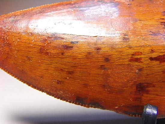 これが化石セブン史上最高のカルカロドントサウルスだ!(その17)