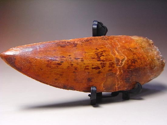 これが化石セブン史上最高のカルカロドントサウルスだ!(その18)