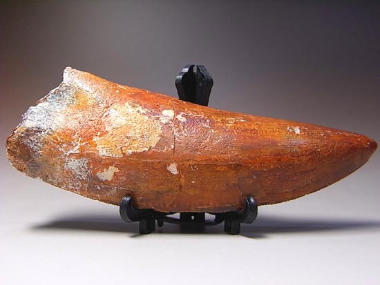 これが化石セブン史上最高のカルカロドントサウルスだ!(その19)