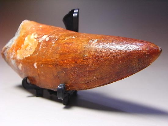 これが化石セブン史上最高のカルカロドントサウルスだ!(その20)