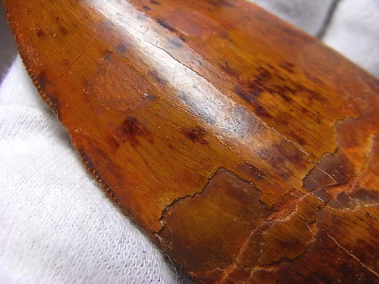 これが化石セブン史上最高のカルカロドントサウルスだ!(その3)