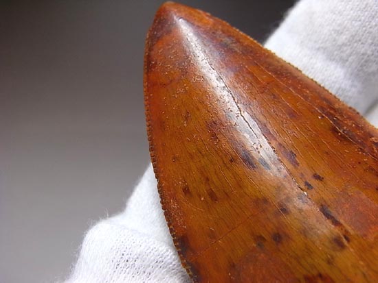これが化石セブン史上最高のカルカロドントサウルスだ!(その4)